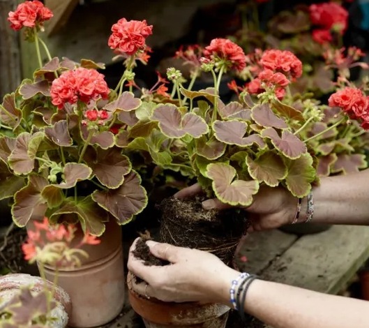 Cum să ferești mușcatele de ger. Trucuri ușoare pentru a le păstra sănătoase și pline de culoare până la primăvară