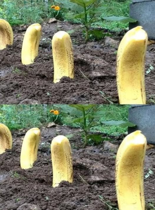 Secretul ascuns: 7 beneficii surprinzătoare ale îngropării unei banane în grădina ta vezi in comentarii
