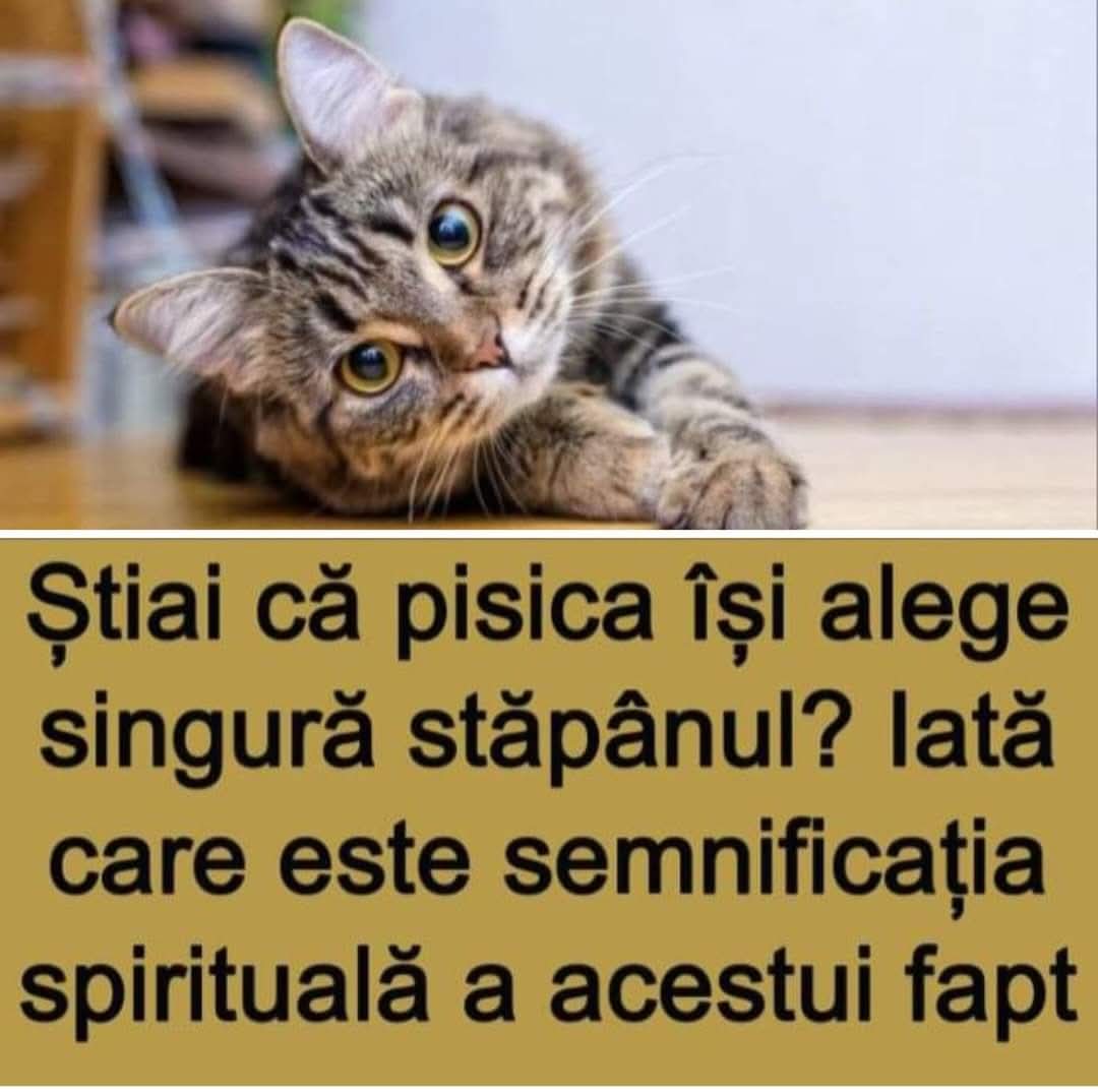 Știai că pisica își alege singură stăpânul? Iată ce semnificație spirituală ascunde acest lucru
