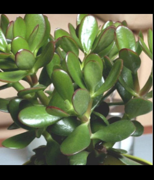 Arborele banilor! Unde trebuie să-l așezi în locuință pentru a atrage norocul și prosperitatea