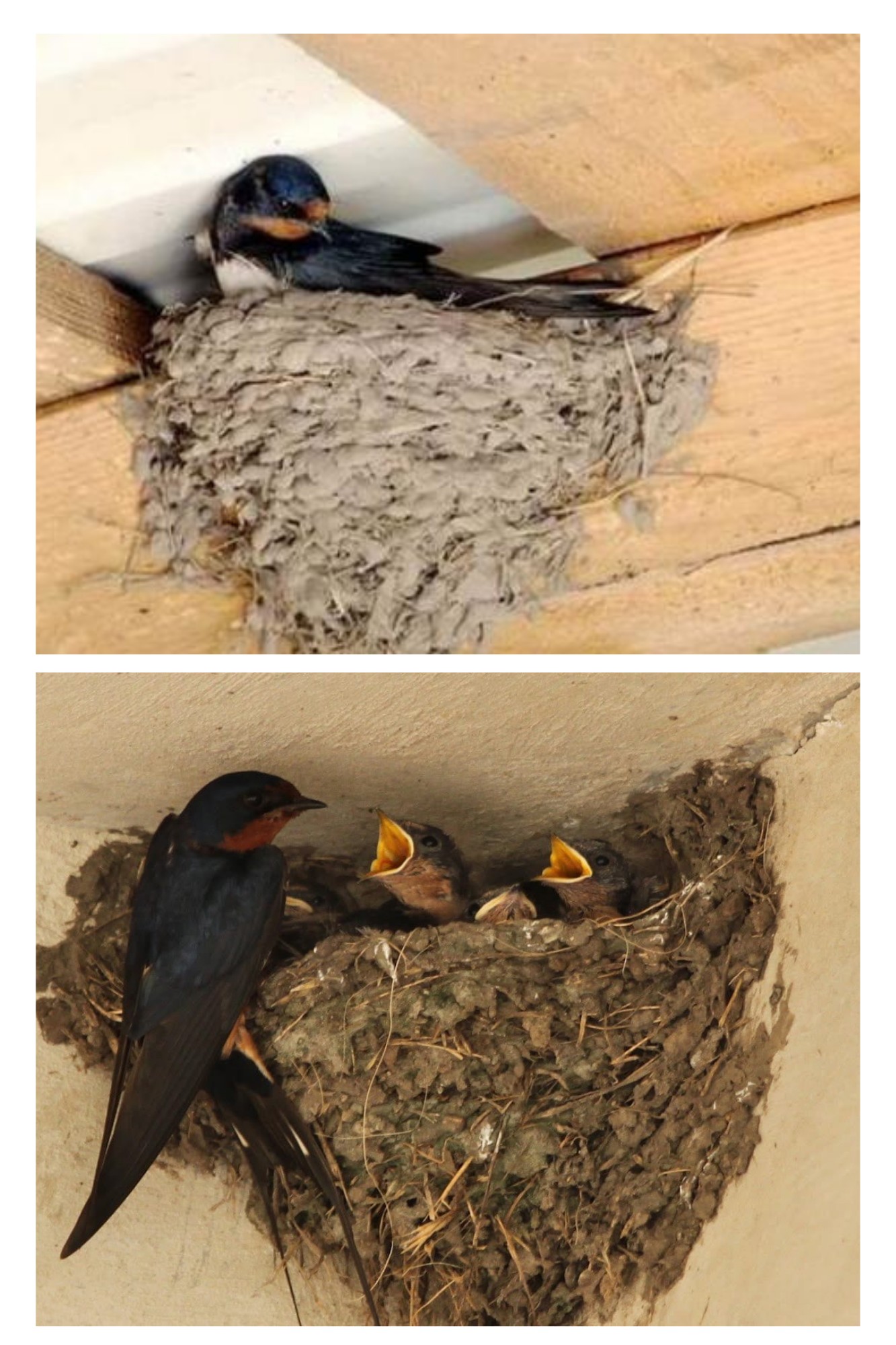 Rândunica ți-a ales casa? Nu e o întâmplare – este un semn bun, spun tradițiile vechi