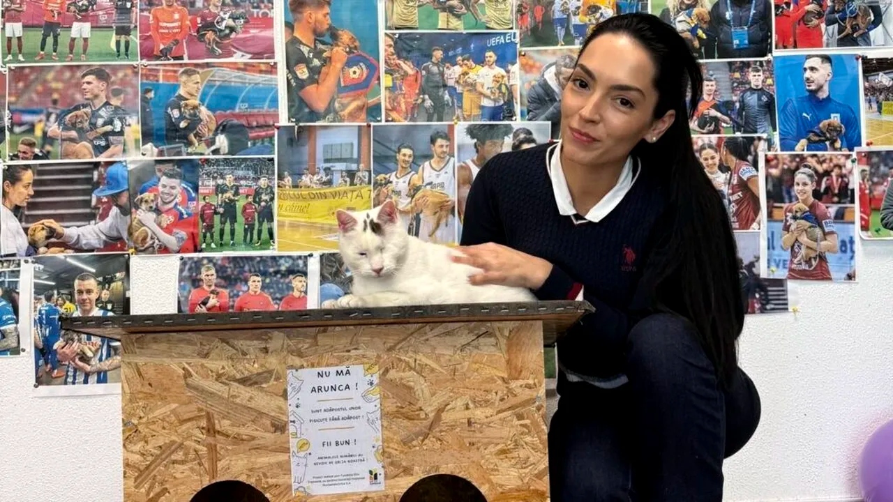 Căsuțe gratuite pentru pisicile fără stăpân din București și Ilfov. A început distribuirea adăposturilor de iarnă