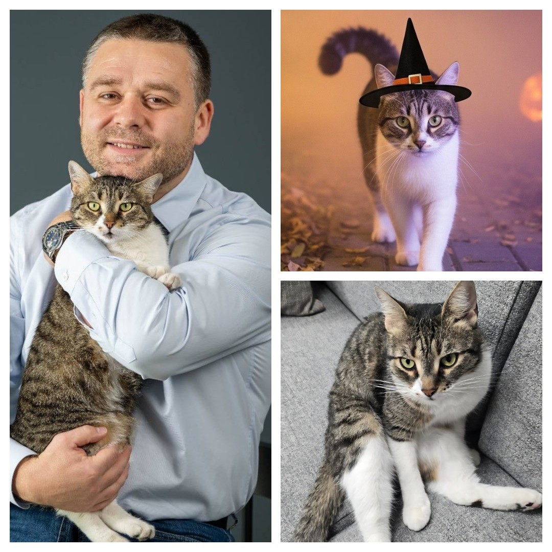 Povestea lui Jessy, pisica adoptată de Primăria Sectorului 6: prin ce încercări a trecut înainte să devină „colega” angajaților