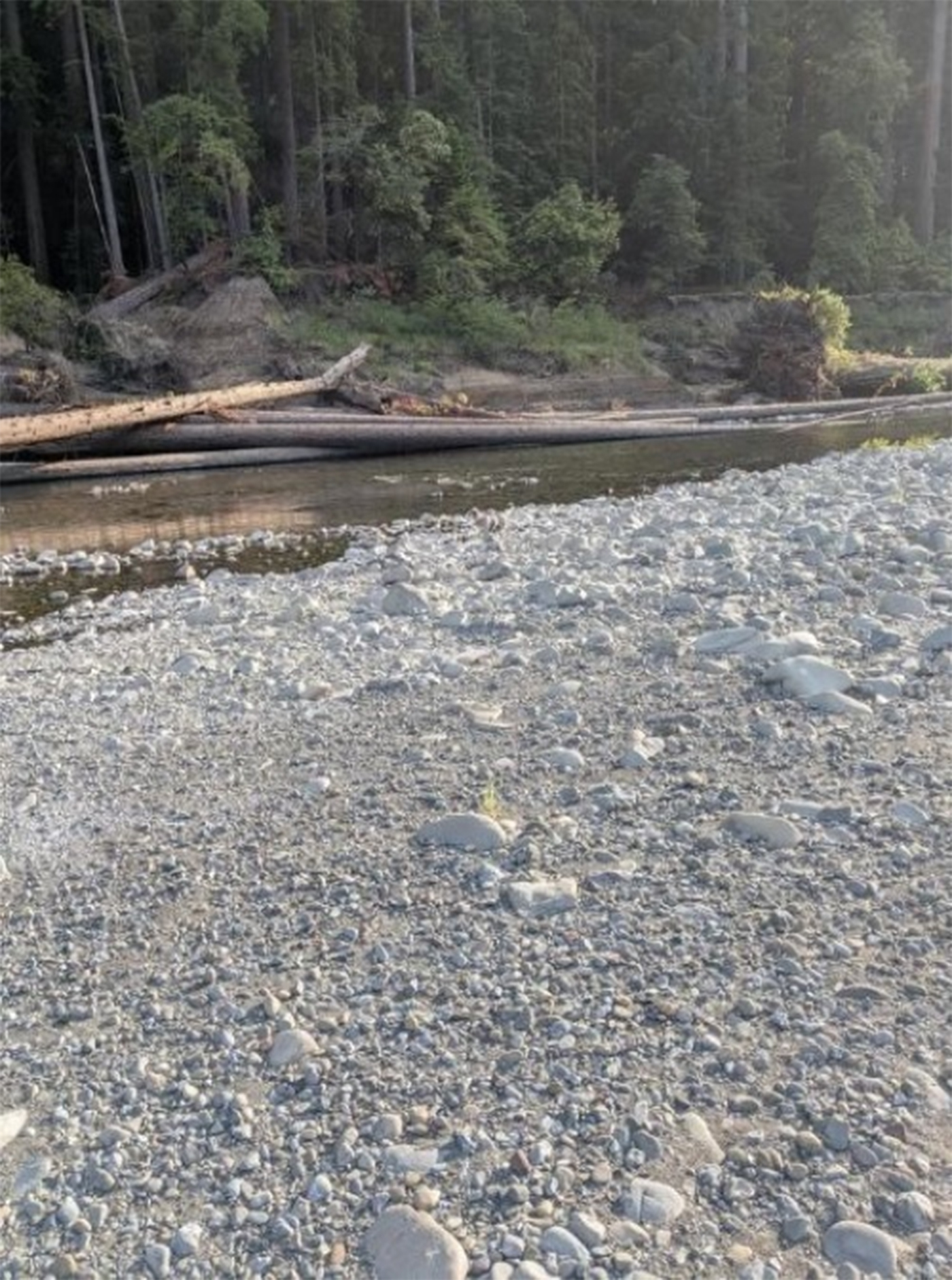 Iluzie optică virală | Ai doar 9 secunde să găsești câinele ascuns!