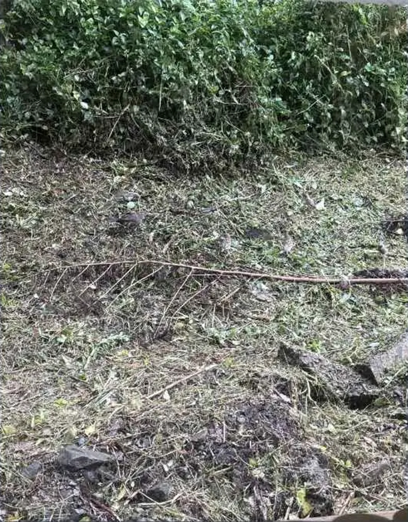 Poți descoperi toate cele 6 păsări ascunse în această iluzie optică virală?