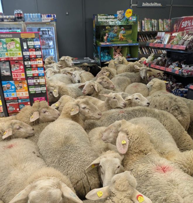Moment incredibil în Germania: o turmă de oi a intrat într-un supermarket. „Probabil căutau o ofertă specială”