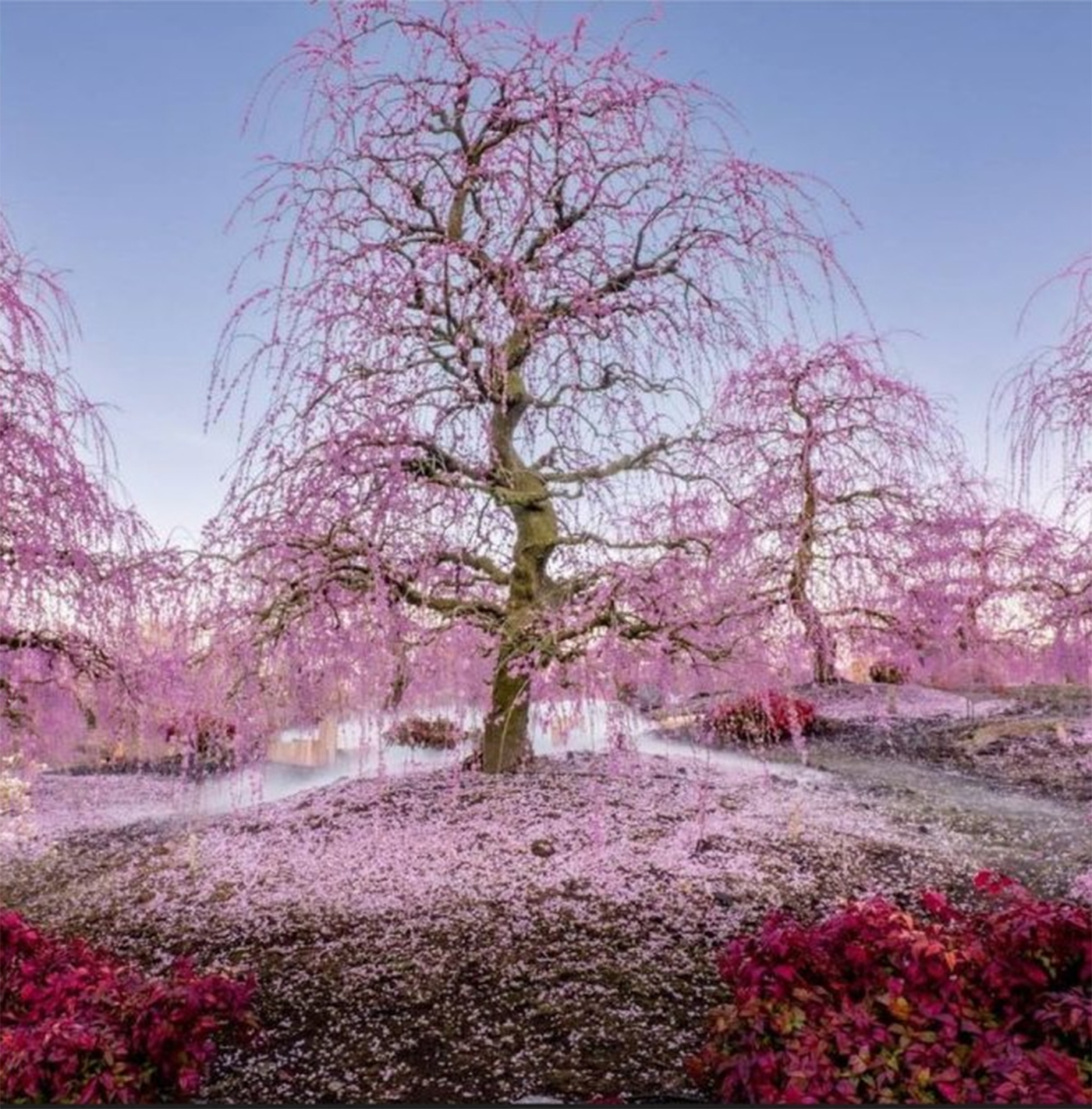 Găsește flamingo-ul ascuns în această iluzie optică