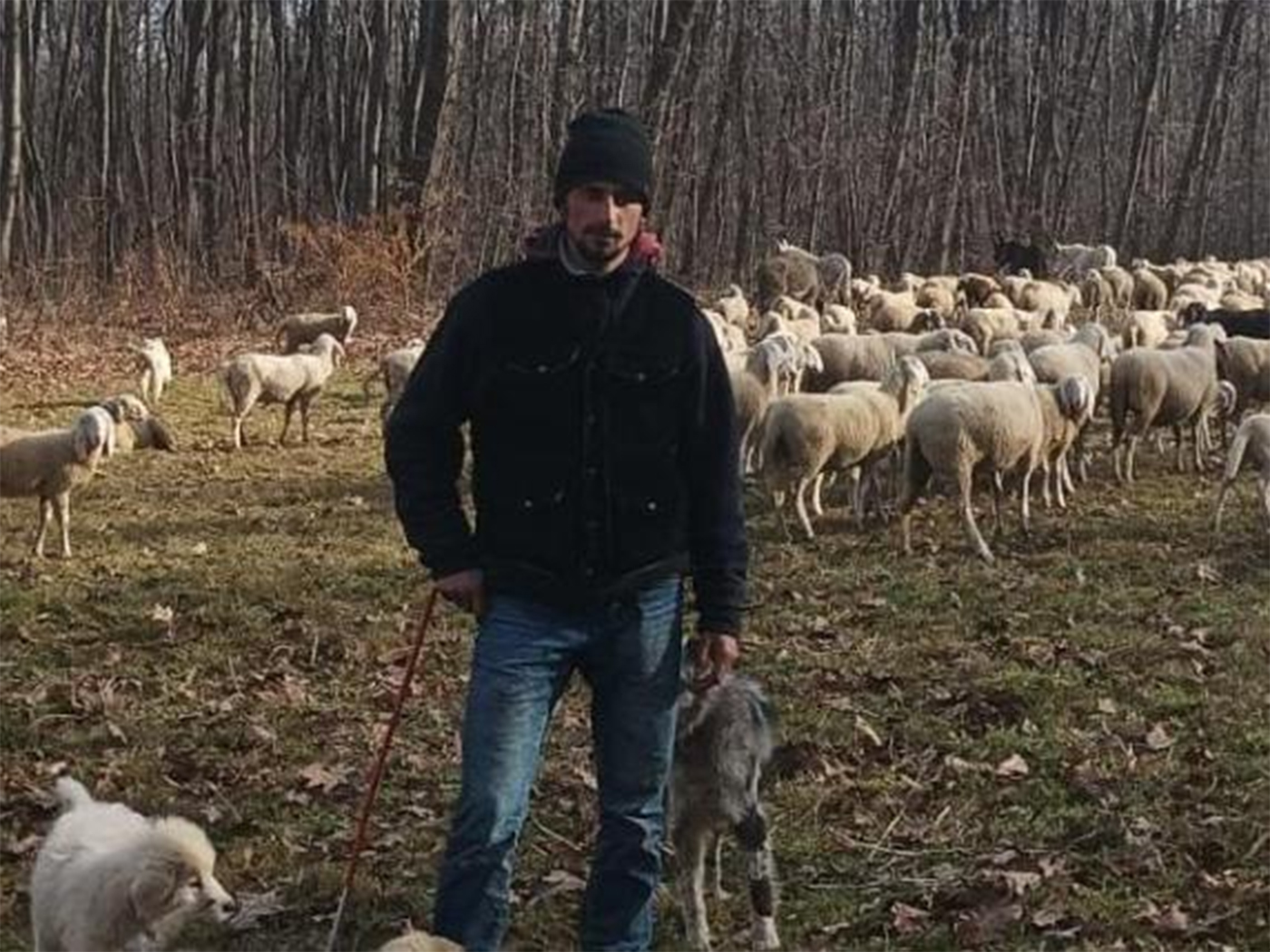 Cât câștigă un cioban în Italia și ce salariu ar avea în România: