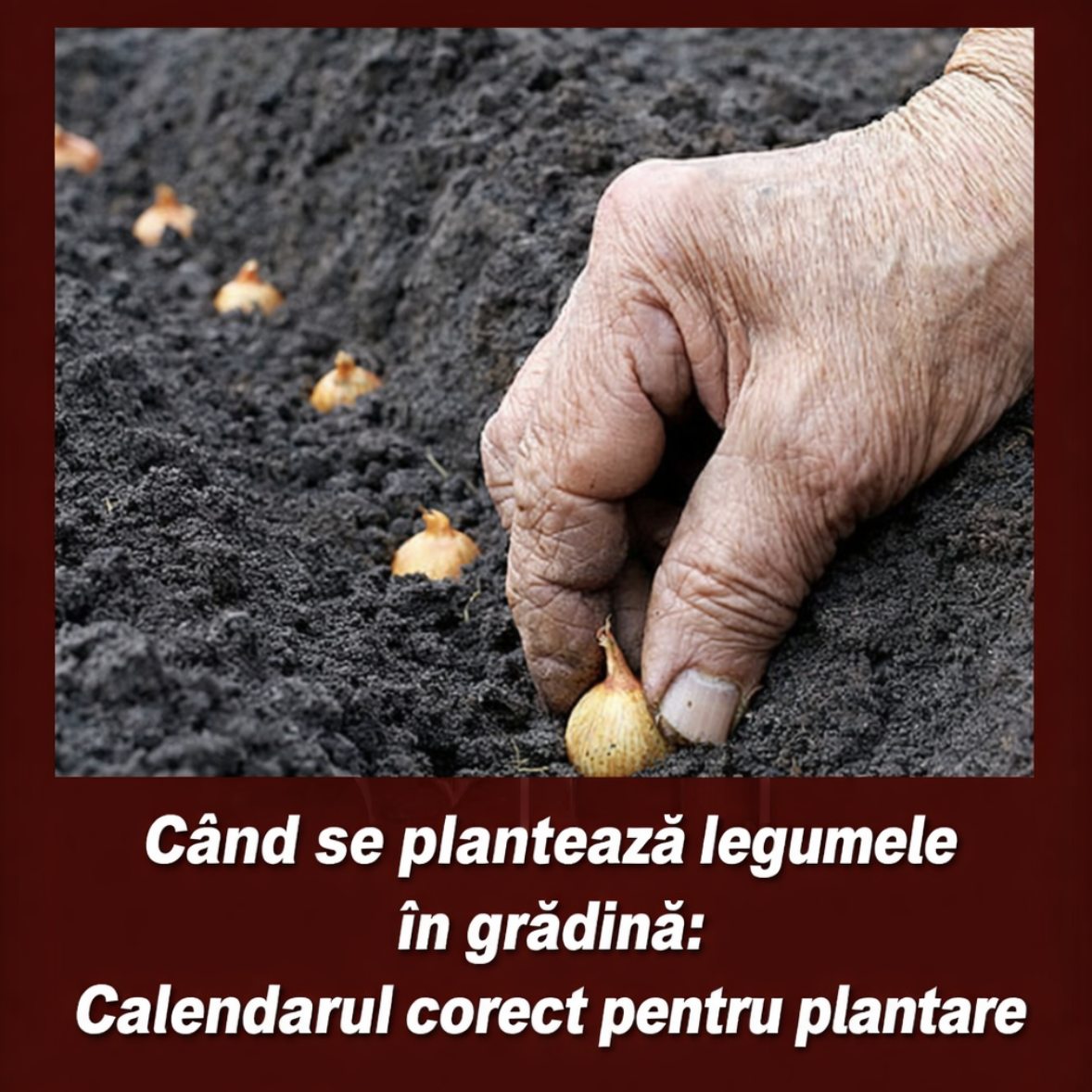 Nu face această greșeală! Află exact când se plantează legumele în grădină, calendarul corect care îți salvează recolta