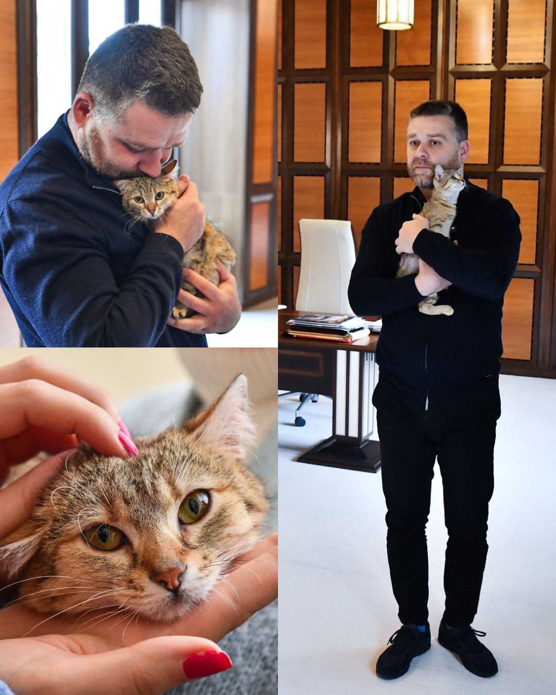 Poveste cu final fericit la Primăria Capitalei! Cathy, pisicuța salvată, va locui în biroul primarului