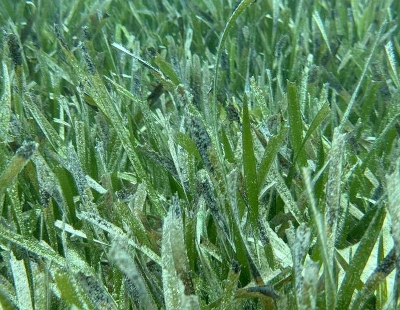 Iluzie optică | Poți găsi peștele ascuns în această imagine? Doar mințile agere reușesc în maximum 17 secunde