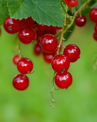 O elevă de 17 ani s-a stins după ce a mâncat…