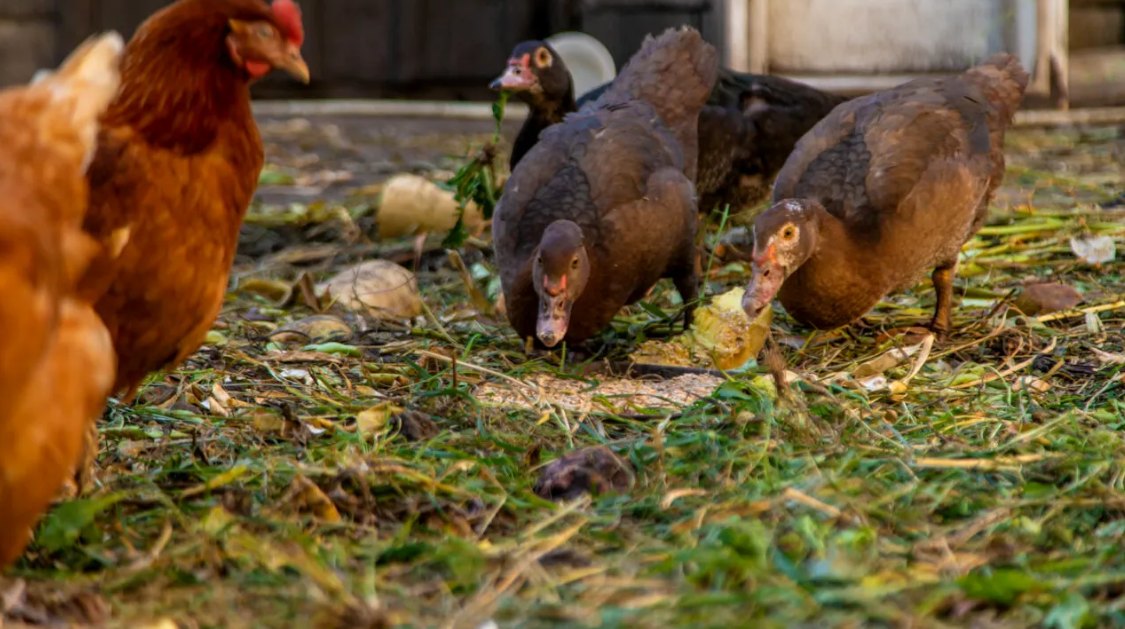 Câte animale ai voie să crești dacă locuiești la curte. Ce spune legislația în vigoare: