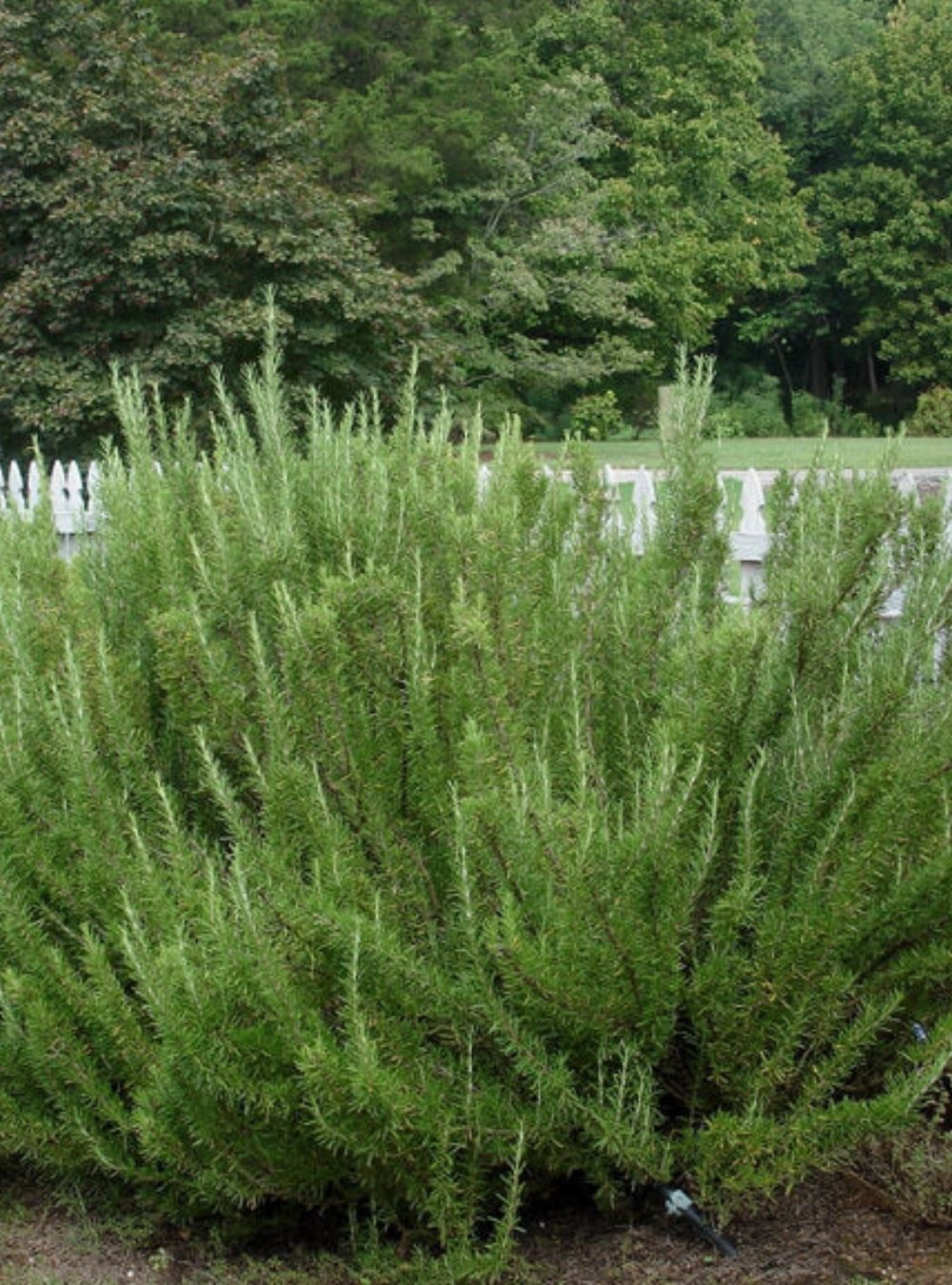 Planta pe care merită să o ai în grădină primăvara aceasta. Aduce parfum, gust și un strop de energie pozitivă