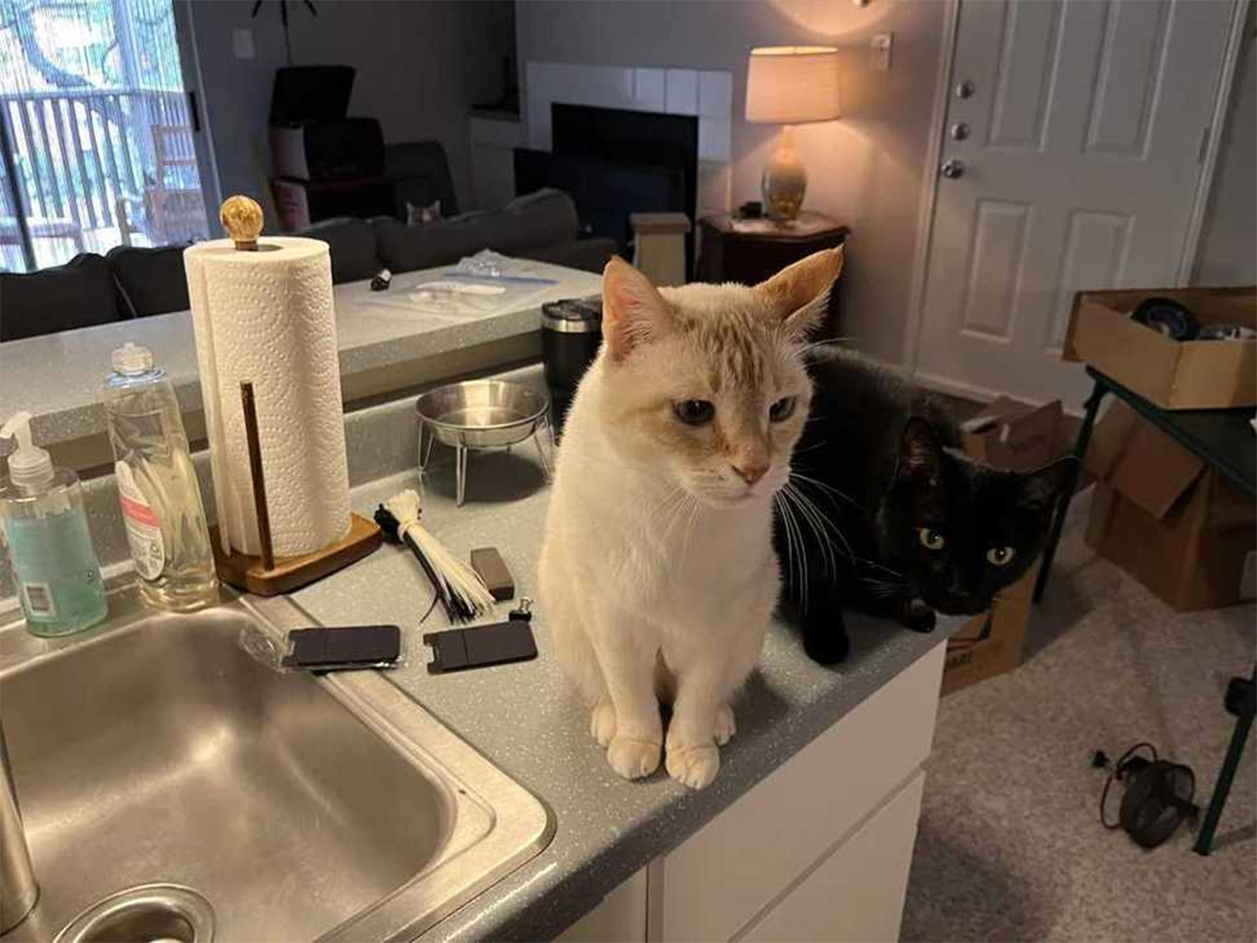 Poți descoperi toate pisicile din imagine? Cei mai mulți observă doar două