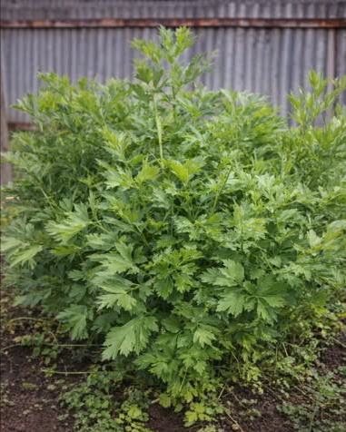 Secretul grădinarilor pentru un leuștean bogat și aromat. Ce trebuie să pui la rădăcină în luna iunie