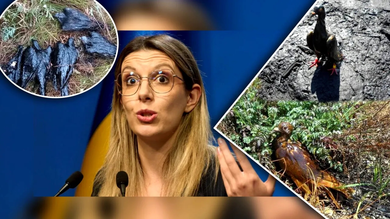 Drama care se repetă an de an! Porumbei valoroși pier în bălți toxice, iar soluțiile întârzie să apară