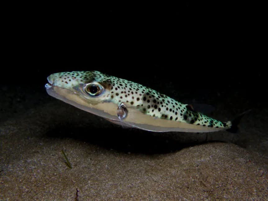 Grecia îi recompensează pe pescarii care capturează peștele-iepure. Specia invazivă se extinde în Marea Mediterană