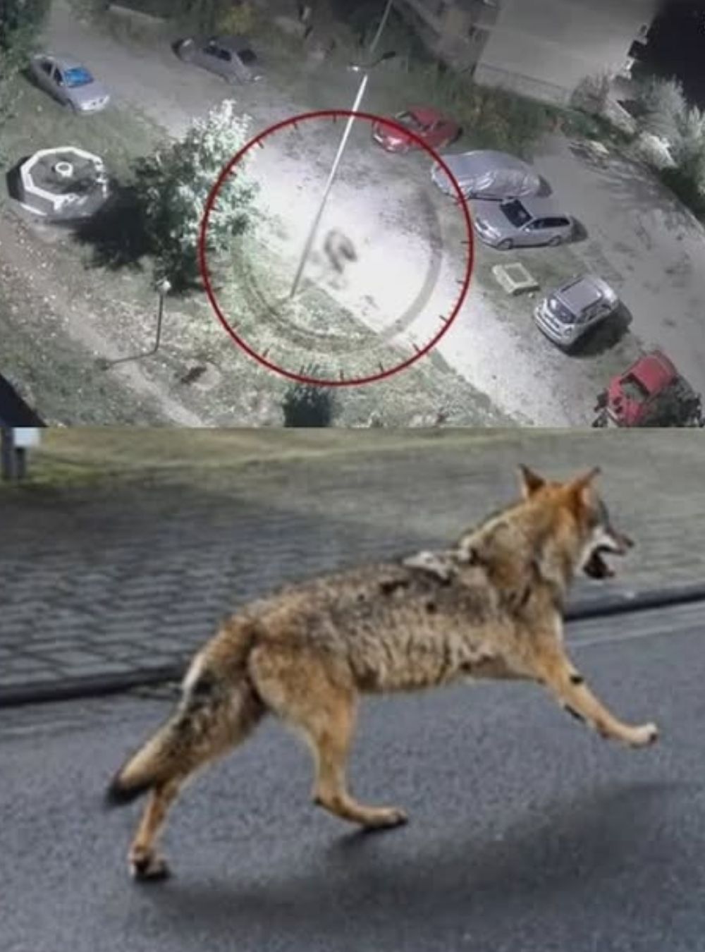 Alertă! Mai mulți lupi au fost observați în apropierea locuințelor