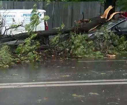 Clipe de coșmar în Ilfov! Un bărbat a murit captiv în mașină după ce un copac a căzut peste autoturismul său