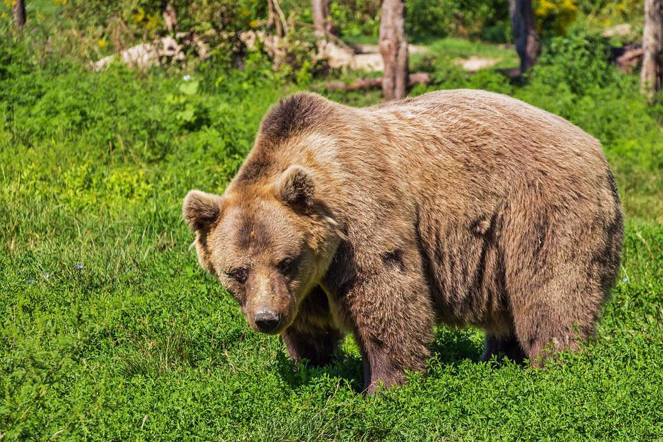 Urs văzut în Baia Mare! S-a trimis RO-Alert pentru…