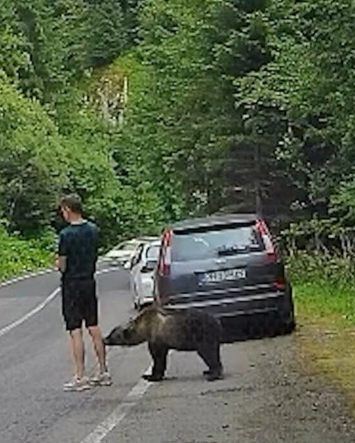 Un bărbat a fost la un pas să fie mușcat de urs, pe Transfăgărășan…