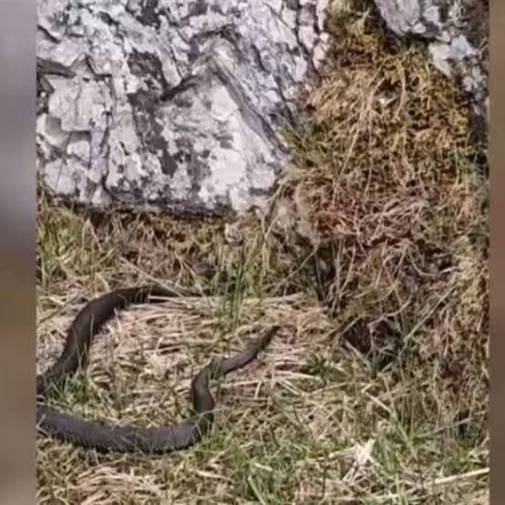 Alertă pentru turiști! Viperele au fost observate pe tot mai multe trasee montane din România.
