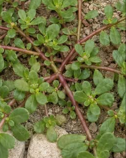 Planta pe care mulți o smulg din grădină, fără să știe cât este de valoroasă. Ce conține iarba grasă și cum poate fi consumată…